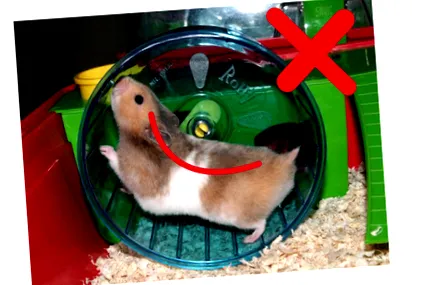 hamsteromania