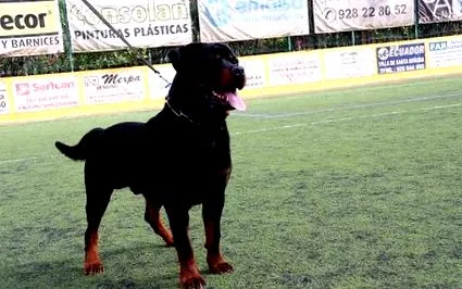 rottweiler képek