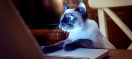 internet ételek