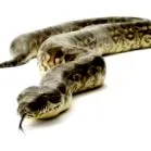 állat