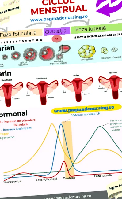 menstruáció