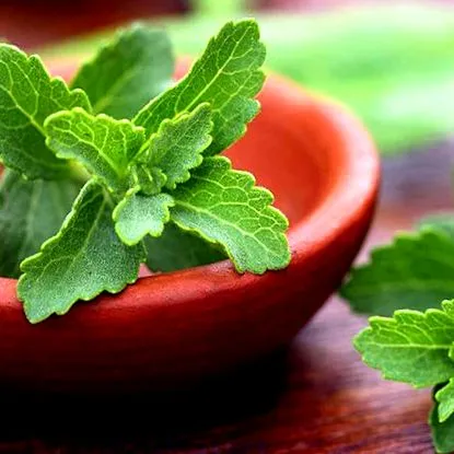 stevia
