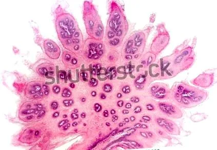 uvula