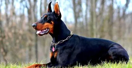 alacsony zsírtartalmú