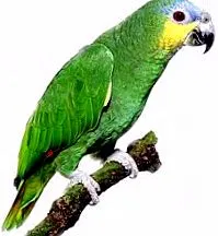 амазонски