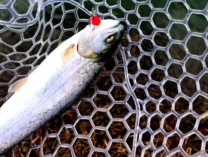 hogyan totalfishing
