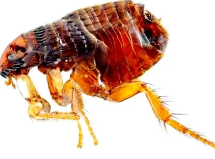 Toxascaris leonina könyvajánlók