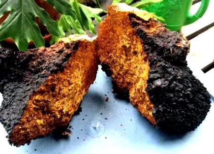 chaga kezelés