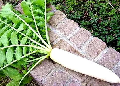 daikon