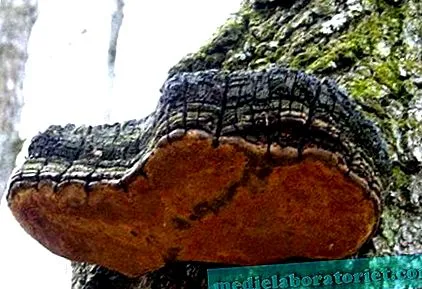 chaga kezelés