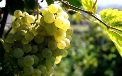 proseccóról