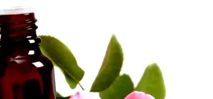 rosa centifolia