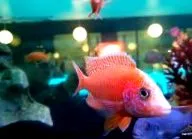 sushi tour