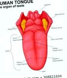 hasnyálmirigyrák papillae