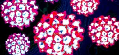 можете enterobius vermicularis