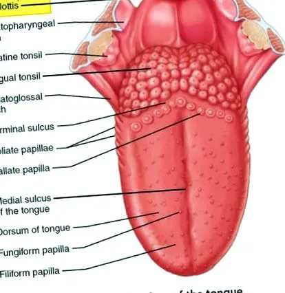 vallate papillae