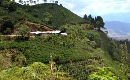 Coffee Factory