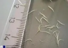 oxiurus