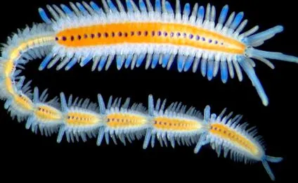 vilagito emberi papilloma vírus