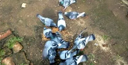 Гулабот јака