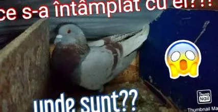 бели дамки