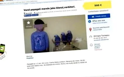 papagája