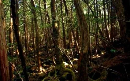 hogy Aokigahara