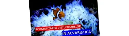невертеберати
