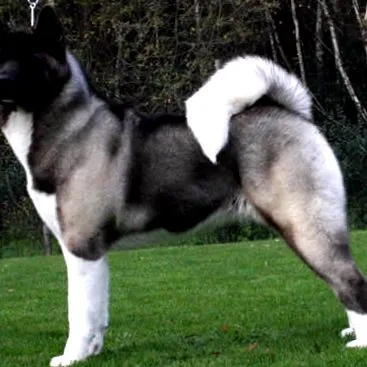 Akita amerikai