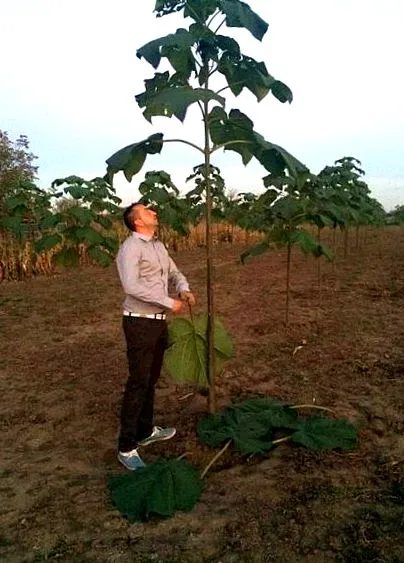paulownia igazság
