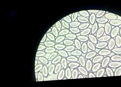 emberi