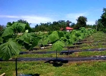 paulownia paulownia