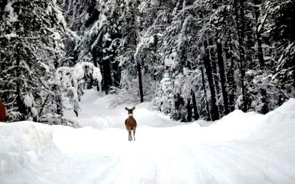 животни снег