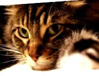 Maine Coon