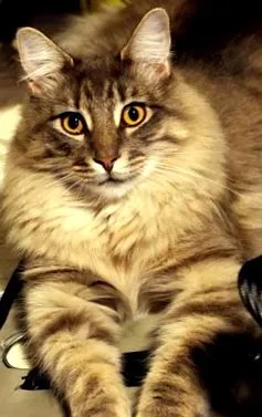 Maine Coon