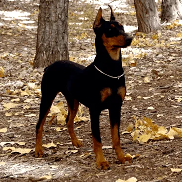 pinscher