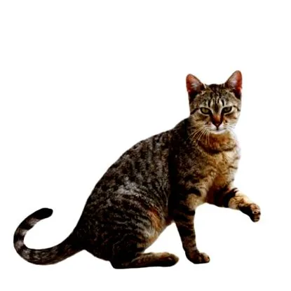 macska
