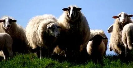 kegyessége