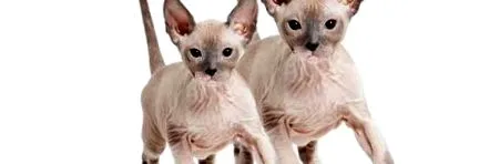sphynx