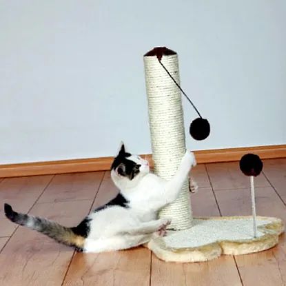 кошенят