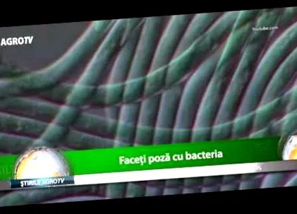 baktériumok között