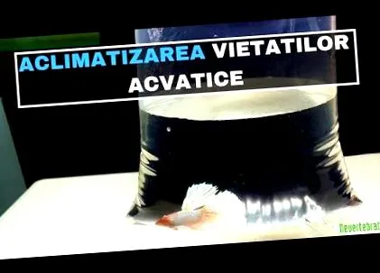 paraziták