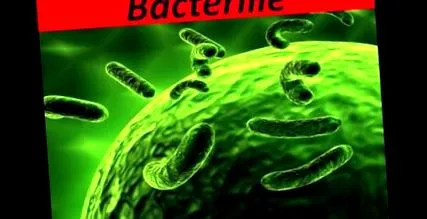 termofil baktériumok