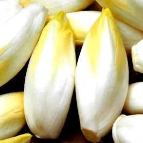 belgický