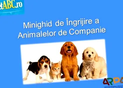 PetABC tippek