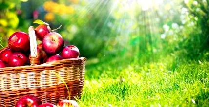 almafogyasztás