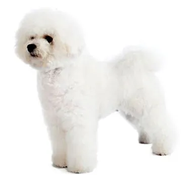 bichon frise