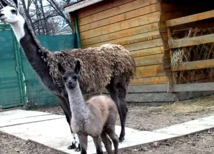 született bihor