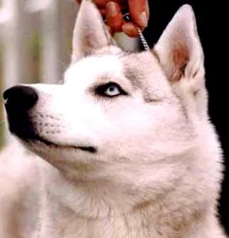 husky