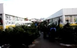 jedle